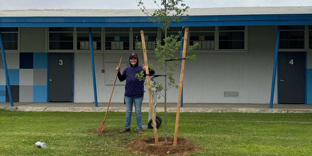 can you plant trees in the summer