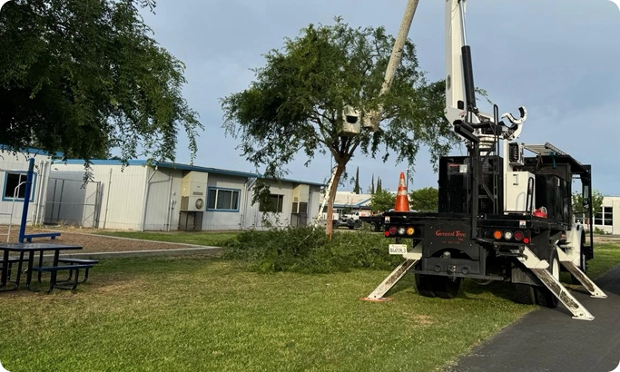 General Tree Service utilizing a heavy-duty crane to safely remove a massive, hazardous tree over a residential roof in Bakersfield, ensuring zero property damage.