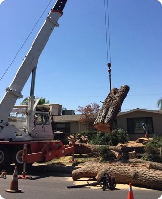 An expert General Tree Service crew performing a complex, crane-assisted tree removal in Bakersfield, demonstrating the precision rigging and heavy equipment required to safely clear large hazards with maximum efficiency.