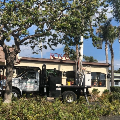 The General Tree Service cleanup crew removing all wood chips and debris after a project in Wasco, leaving the property spotless and safe for the family.