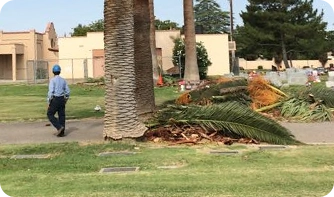Skilled arborists applying expert pruning techniques to maintain the health and structural integrity of a mature tree in an established Bakersfield neighborhood.