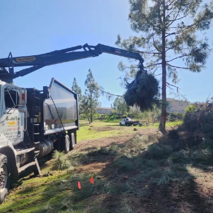 A tree healthcare expert from General Tree Service assessing a Wasco area tree for pests and environmental stress as part of a professional wellness program.