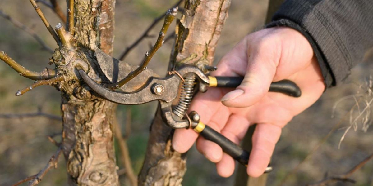 Improperly pruned tree with uneven cuts and damaged branches showing pruning mistakes | Tree Pruning Mistakes