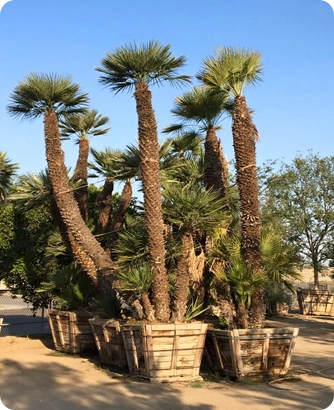 General Tree Service specialists using precision equipment to safely transplant a mature tree for a long-time homeowner in Taft, California.
