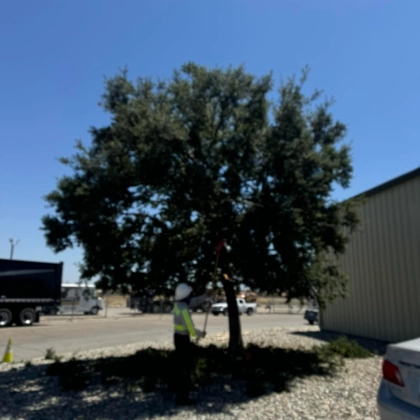 Expert tree relocation services in Wasco, CA, using specialized equipment to safely transplant mature trees for established residential properties.