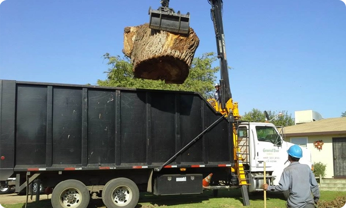 A large, hazardous tree being safely dismantled and removed by the General Tree Service team to protect a Bakersfield residential structure.