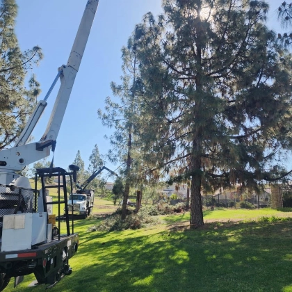 Professional tree trimming and canopy pruning by General Tree Service in Wasco to enhance residential safety and promote long-term tree health.