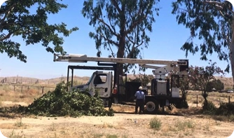 A General Tree Service arborist conducting a professional tree health assessment and safety maintenance for a Bakersfield property owner.